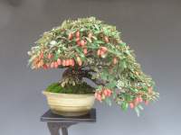 ���͈ē���