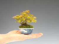 ���͈ē���